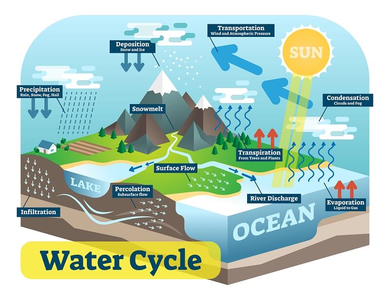 Ecosystem - Water cycle