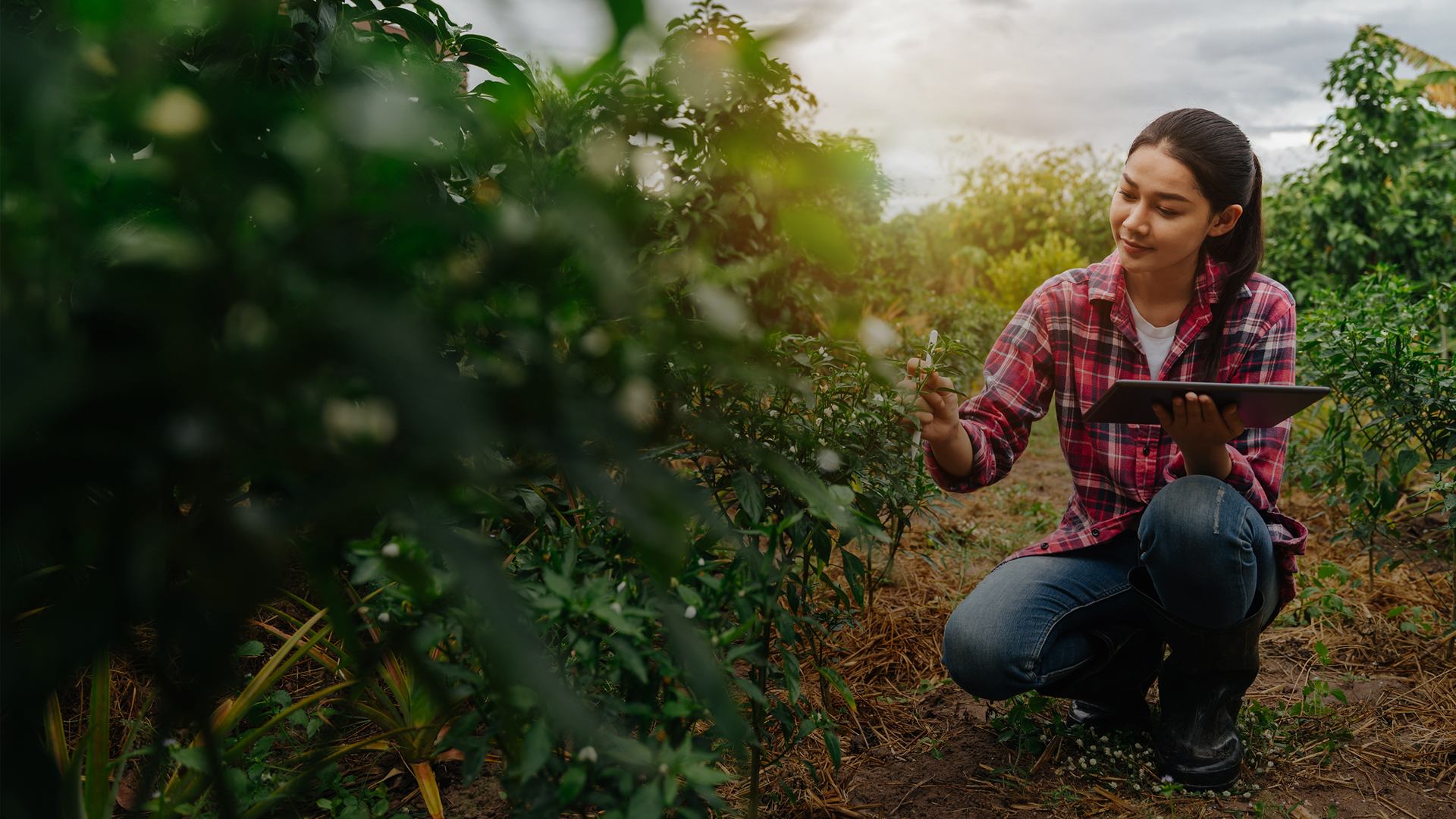 AI in Agriculture: Making Carbon Banking Accessible for Farmers